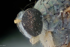 500k_2012-11-25-19.06.05 ZS PMax2_filtered.jpg