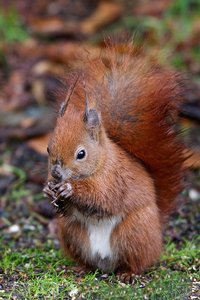 20121127_118Eichhörnchen3.JPG