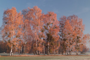 Birken_SDIM0013_roh_1200x800pix.jpg Birken_SDIM0013_roh_1200x800pix.jpg