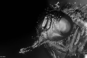 500k_2012-11-28-16.57.23 ZS PMaxsw_filtered.jpg