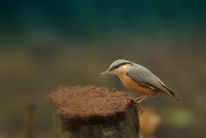 Compressed_0021 mit Picas.jpg