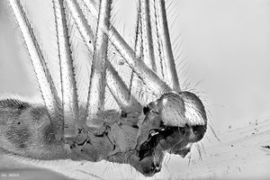 500k_2012-06-08-02.37.55 ZS PMax_filtered-sw.jpg