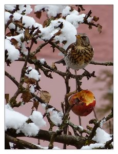 wacholderdrossel 318.jpg