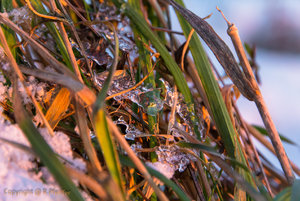 IMG_3140-2.jpg IMG_3140-2.jpg