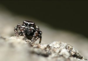 sitticus rupicola m.012b.jpg