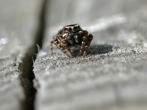 sitticus rupicola m.976q.jpg