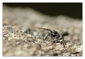 sitticus rupicola m.988R.jpg