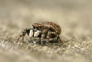 sitticus rupicola w.886.jpg