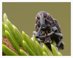 fichtenrüssler 322R.jpg