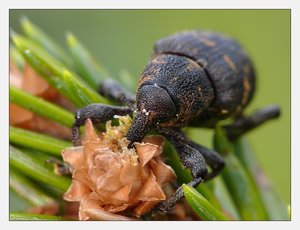 fichtenrüssler 377R.jpg