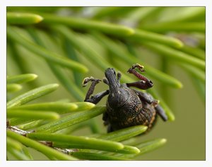 fichtenrüssler tot 270R.jpg