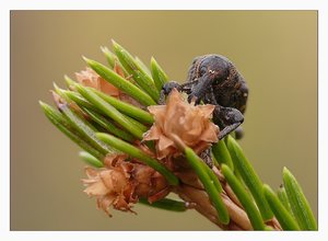 fichtenrüssler 349R.jpg