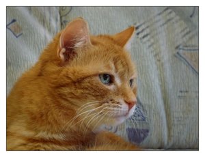 wutzel 419.jpg wutzel 419.jpg