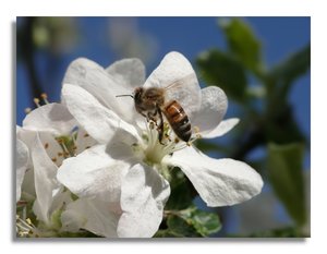 apfelbl.biene 528.jpg