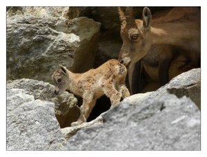 az.steinb.kitz 401.jpg