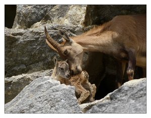 az.steinb.kitz 404.jpg