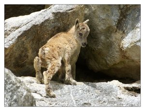 az.steinb.kitz 414.jpg