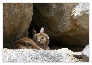 az.steinb.kitz 422.jpg