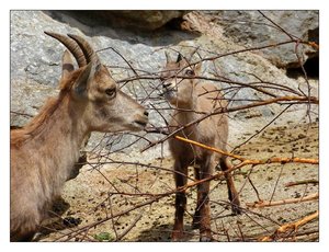 az.steinb.kitze 376.jpg