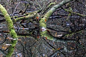 kl_SDIM2795 Kopie.jpg