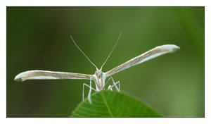 federgeistchen 972.jpg