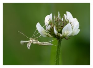 federgeistchen 982.jpg