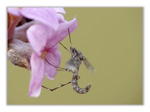Amblyptilia 288R.jpg