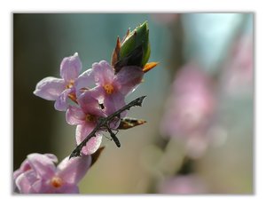 Amblyptilia 325R.jpg