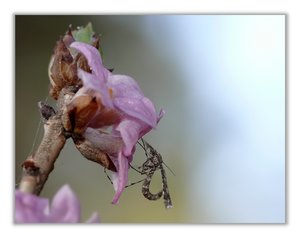 Amblyptilia 354R.jpg