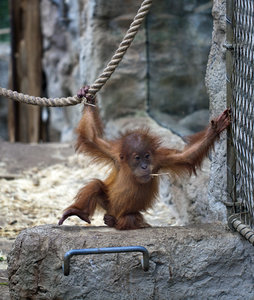 Orang-Utan.jpg