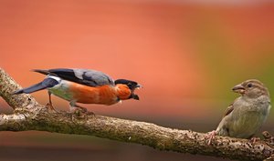 Gimpel beschimpft Sperling (2).jpg