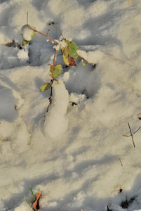 3SC_0055.JPG 3SC_0055.JPG