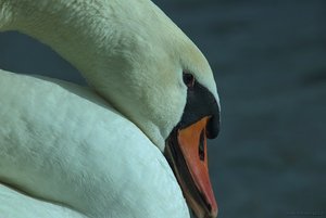 Schwan.jpg