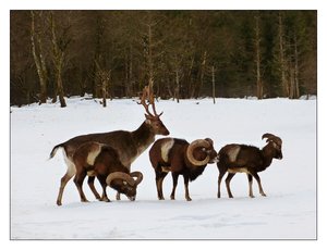 c.mufflons-hirsch 394.jpg