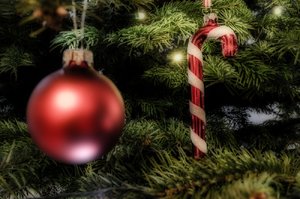 Detailaufnahmen Baum_0005_bearbeitet-1Klein.jpg