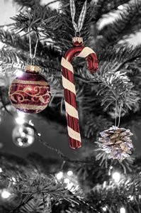 Detailaufnahmen Baum_0026_Klein.jpg