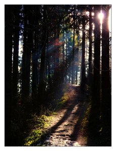 leoben wald 831b.jpg