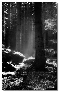 comp__Licht & Schatten.jpg