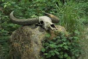 500k_SDIM3688_1.jpg 500k_SDIM3688_1.jpg