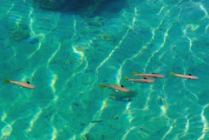 500k_SDIM3930.jpg 500k_SDIM3930.jpg