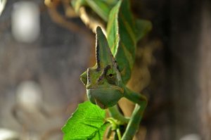 DSC_4383 (FILEminimizer)1.JPG