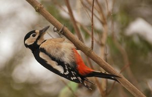 Buntspecht klein.jpg