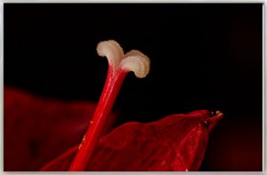 IMG_5060 - Arbeitskopie 2.jpg