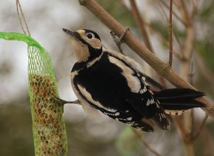 Buntspecht hat Hunger.JPG