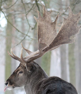 Damwild Hirsch Zunge.jpg