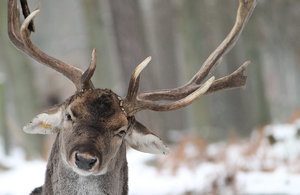 Damwild Hirsch angriffslustig klein.jpg