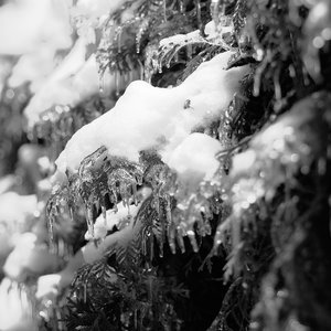 Eis auf Gebüsch 1 Kopie.jpg