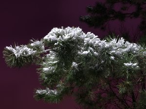 Tannenbaum mal anders Kopie.jpg