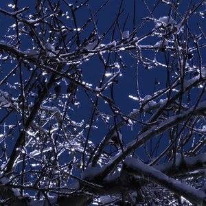 Baum im Gegenlicht 2.jpg