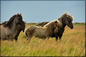 Sample 66.jpg Sample 66.jpg